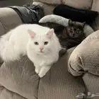 قطين للتبني