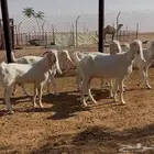 معزا بيض مطوره