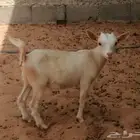 ماعز قزم أمريكي