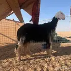 طلي نجدي صنف مشروع فحل