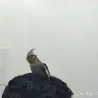 طير كروان للبيع
