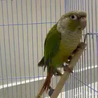 طائر كنيور ذو خدود خضراء بألوان جميلة ذكي وئليف واجتماعي