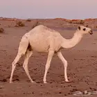 قعود طيب تحت امه على حليب قعود طيب
