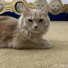 قطة للبيع