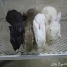 أرانب 4نوعها أنثى كلها