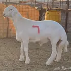 مشاريع فحول حريه صنف الصنف درجه اولى