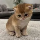 قطط سكوتش فولد ستريت