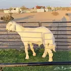 طلي مشروع فحل
