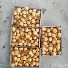 رطب اخلاص وخنيزي استلام من مزرعتنا بالاحساء