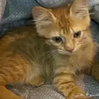 قطه صغيرة شيرازيه للتبني