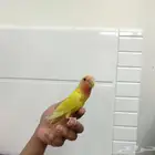 روز اليف للبيع
