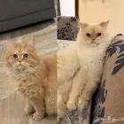 قطط للتبني ذكور نوع شيرازي