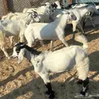 تيوس جنوبيه على الشرط