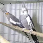 للبيع طيور كروان جود منتج