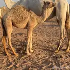 بكره العمر 7 شهور