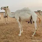 عشراء ومصعد للبيع
