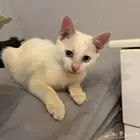 قطط للتبني