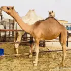 هجن فطيم صعبه جاهزه لي الربط