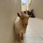 تيس قزم