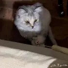 بسه للتبني انثى تم التبني