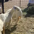 رخال