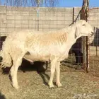 فحل حري رباع مشروووط