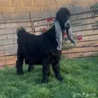 تيس عارضي جذع