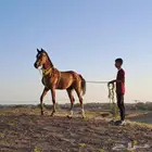 مهر شعبي للبيع