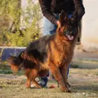 آنثى جيرمن شيبرد استيراد