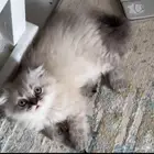قططه للبيع