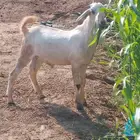 احد المسارحة