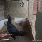 دجاجه شامو وا دجاجه فارسي على السوم