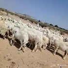 بسم الله مشاء الله تبارك الله نعرض لكم ضان حريات حرشش قطعه