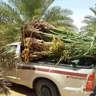 نخيل البيع القوعيه الرويضه حلبان مزعل