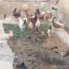 دجاج بلدي