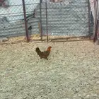 دجاج بلدي وديك