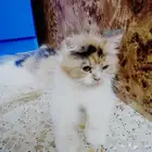 قطة للتبني مع صغارها