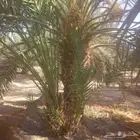 يتوفر لدينا فسائل حوشانه وا شمشوله منتجه