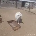 خروف فحل