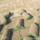 نجيل طبيعي c2000