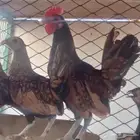 دجاج سبرايت بشاير العمر 5شهور