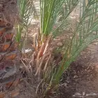 يتوفر لدينا فسائل حوشانه