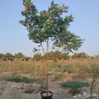 مشاتل الدمام للجميع الاشجار