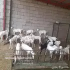 مواشي للبيع