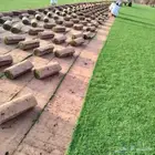 ثيل طبيعي درجه أخضر خالي من الحشائش والشوائب