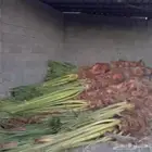 يوجد الدنيا جميع انواع النخيل
