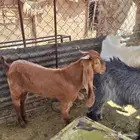 تيوس للبيع