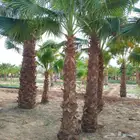 نخل واشنطن زين جميع المقاسات موجوده توصيل جميع مناطق المملكة