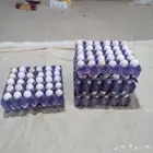 بيض بلدي