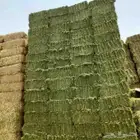 سوق البرسيم الاعلاف بالجمله